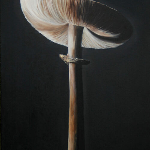 155. Mushroom